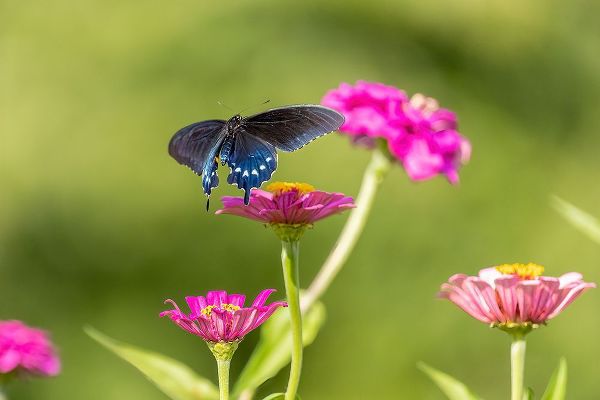 Day, Richard and Susan 아티스트의 Pipevine swallowtail flying작품입니다.
